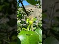 Pear 🍐 #pear #fruit #pearfruit #grafting #farming #shortsfeed #viral #viralshorts