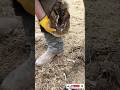 The Largest Hoof I Have Ever Had To Trim. Horse Restoration Front Hooves. #horse #donkey #hoof #asmr