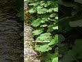 Le VRAI wasabi pousse ici au Japon #japon #voyage #foodtok #pourtoi #wasabi