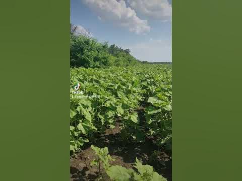 майсадур 93 - YouTube