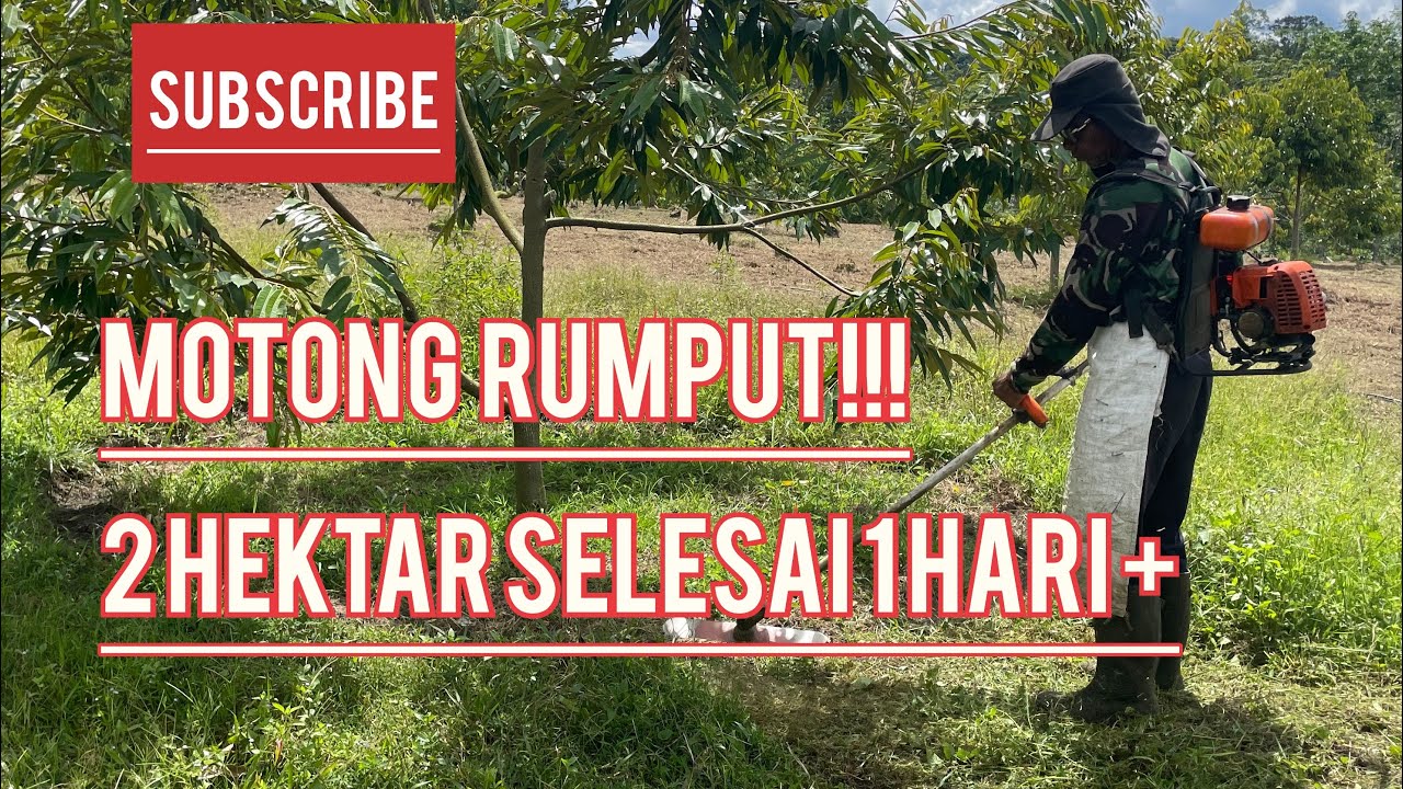 Cara efektif Potong rumput kebun durian #durian #petani #duriantraveler