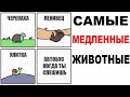 Лютые приколы. САМЫЕ МЕДЛЕННЫЕ ЖИВОТНЫЕ. Угарные мемы