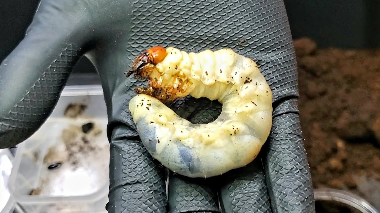 ミヤマクワガタ幼虫  
10頭 巨大なミヤマクワガタの幼虫はやっぱ大きいの…？ - YouTube