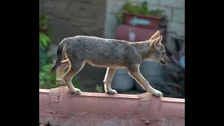 Jackals settled in the heart of the city and gave birth to 6 cubs by Israel Feiler 1,475 views 9 months ago 3 minutes, 18 seconds