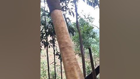 Cách bóc quế ở văn yên- yên bái phần 2|nhịp sống tây bắc