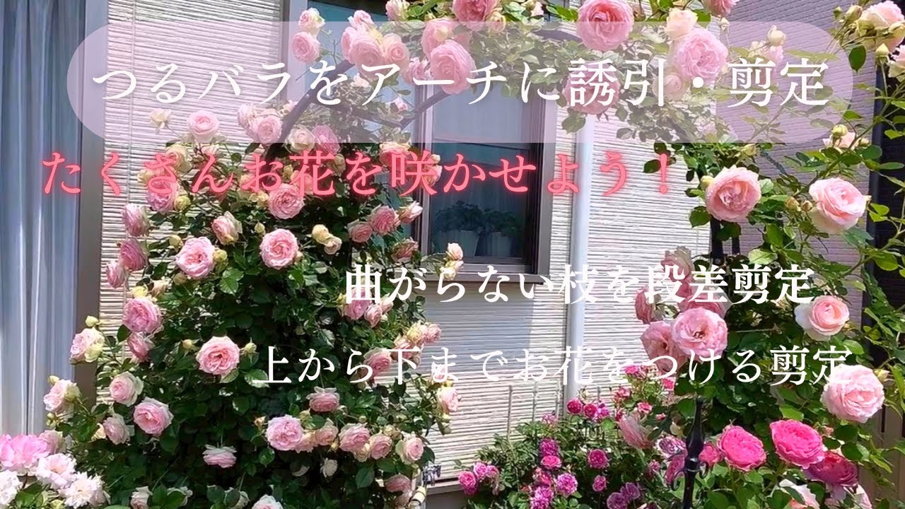 バラ　選定　誘引 Easy climbing rose arch pruning! [How to grow roses] - YouTube