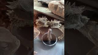 Three Horned Lizards Eating Ants