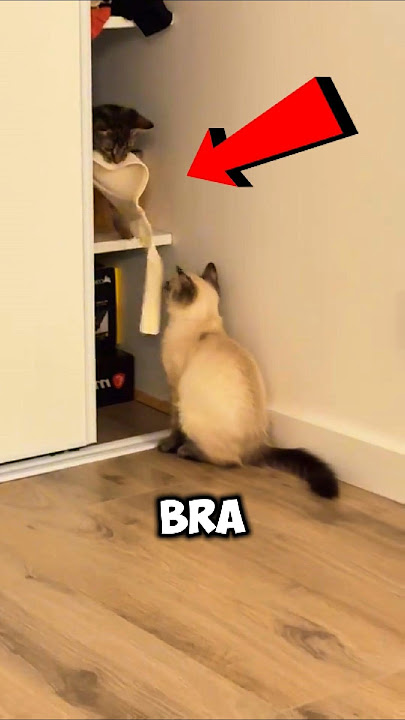 Cat Steals a Bra and Runs Like a Thief! 😂 #cat