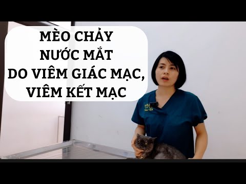 Video: Viêm kết mạc ở chó và mèo