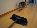 初めてモップを見たネコの反応