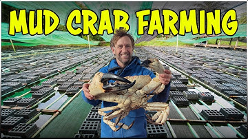 Mud Crab Farming