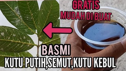 Cara Membasmi Kutu Putih,Kutu Kebul,semut dan Kutu Daun Pada Tanaman,Pestisida Organik GRATIS