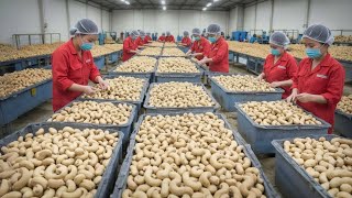 Inside a modern cashew nut processing plant | a multi-million dollar industry that drives the world