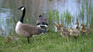 Canada Goose Family with 10 Goslings