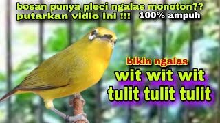 Burung Pleci Gacor Ngalas Wit Wit Sambung Ngeriwik Full Isian