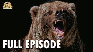 Wild America  | S9 E7 'Time of the Grizzly' | Wild America Animal Channel