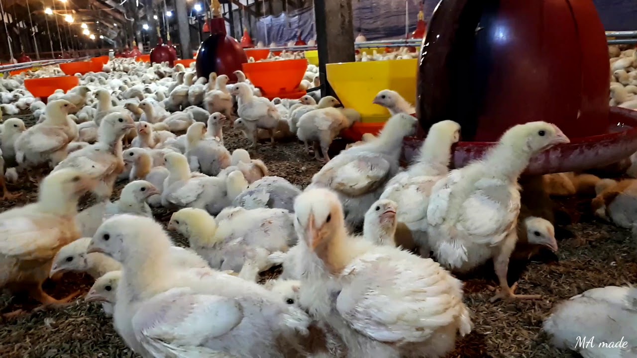 Ayam Pedaging / Broiler umur 10 hari pakai Nipple Drinker / Close House
