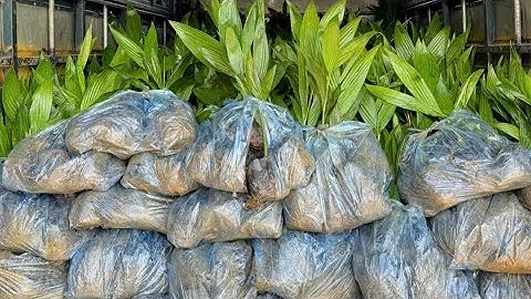 Cau tứ quý trái dài xuất khẩu cây giống sẵn số lượng xuất buôn toàn quốc// 📲liên hệ 0843.58.1111