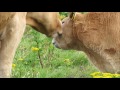 Calf gets a big cow lick