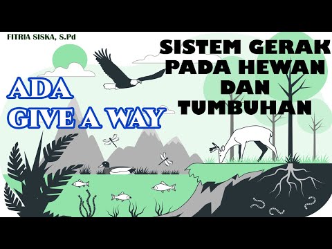 Video: Ինչպե՞ս շարժվել պերիդինիում: