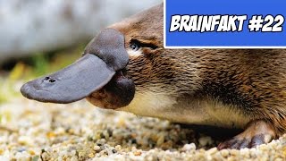 Schnabeltiere Haben Keine Nippel? Sinnlose Fakten Brainfakt