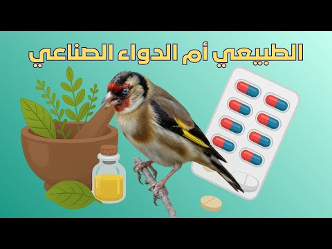 قو ة الطبيعي مقابل فعالية الدواء فهم الفرق ينقذ طائرك