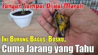 DON'T JUDGE A BIRD ONLY BY ITS SONG, SEE HOW BEAUTIFUL THIS BIRD IS