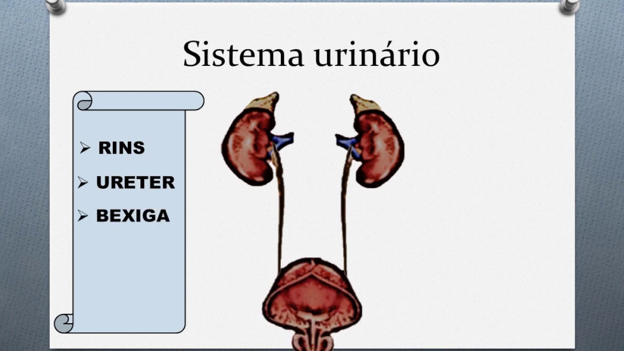 Termos técnicos usados na Enfermagem (diurese) YouTube Termos técnicos usados na Enfermagem (diurese) YouTube