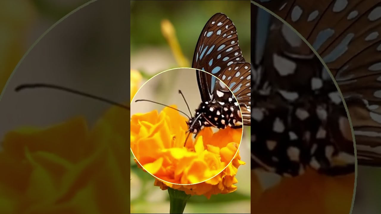 [SUB] How Butterflies Taste Their Food 