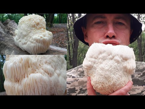 Видео: Ежевик гребенчатый или Герициум.  Как вырастить волшебные грибы.