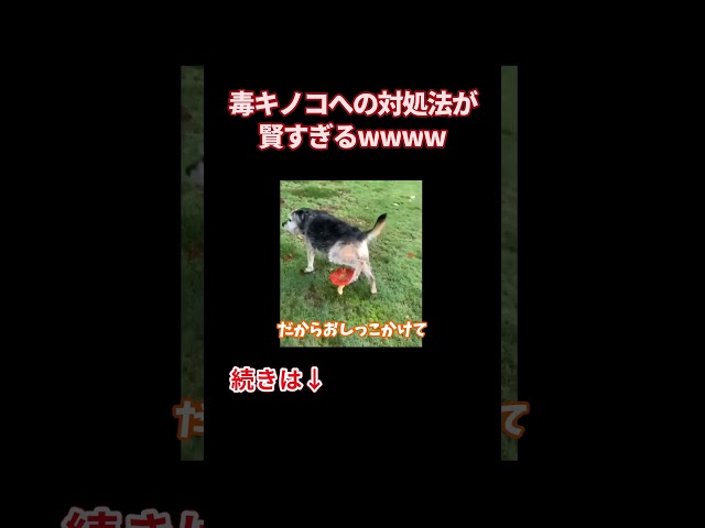 毒キノコへの対処法が賢すぎるw w w w w