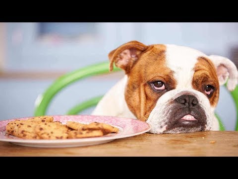 Video: Kako Zaustaviti Psa Da Ne Pobjegne