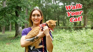 How To Walk Your Cat