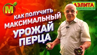 Выращивание сладкого перца в теплице. КАК получить максимально возможный урожай?