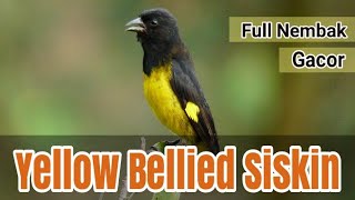 Masteran Yellow Bellied Siskin Gacor