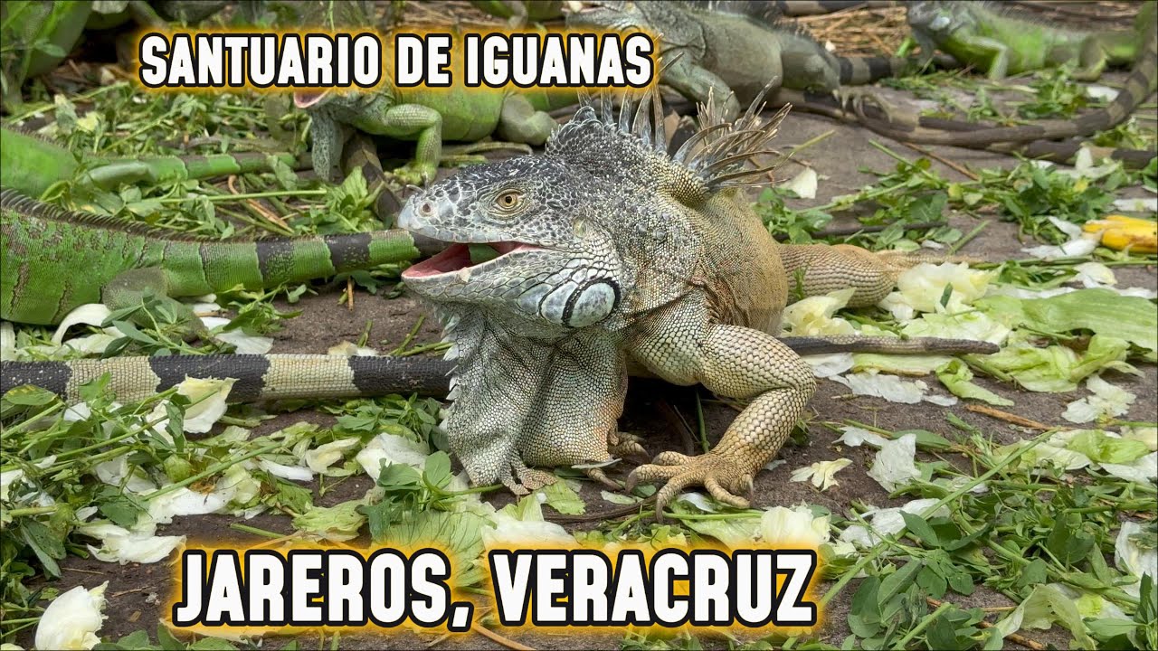 SANTUARIO DE IGUANAS Y GARROBOS EN JAREROS VERACRUZ