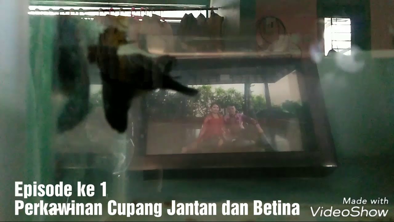 Tutorial Cupang Proses Kawin. #mesinwk 