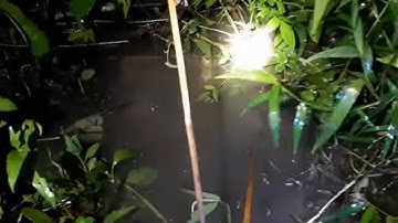 Cắm Câu Cá Lóc Sau Vườn Cá Lóc Khủng Dính Câu # SĂN BẮT ĐỒNG THÁP #