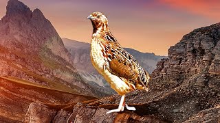 Quail sound | batair ki awaz | common quail sound