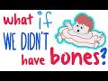 What if we didn&#39;t have bones? - what would happen