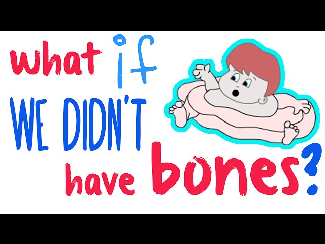 What If We Didn't Have Bones - What Would Happen