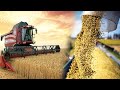 China's Most Unbelievable Rice Harvest Using Advanced Agriculture
