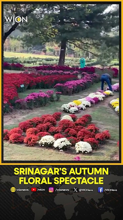 India: Kashmir Launches Chrysanthemum Garden to Extend Tourist Season | WION SHORTS