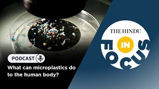 What can microplastics do to the human body? | In Focus podcast