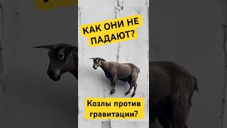 Как горные козлы ходят по отвесным скалам? #животные #природа #интересныефакты #shorts #шортс