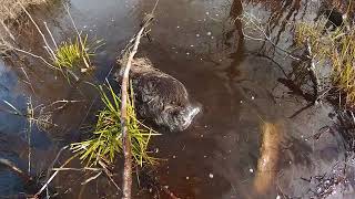 TRAPPING NOVA SCOTIA  2017 18   #11
