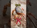 Halal Vs Haram Seafood In Islam What You Need To Know 