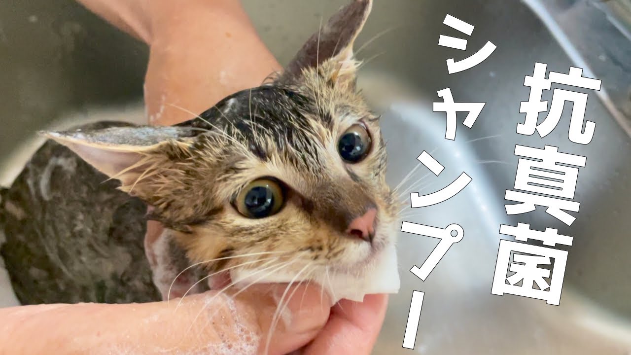 真菌に感染して出戻って来た子猫の肌をキレイにするために抗真菌シャンプーを使いました Youtube
