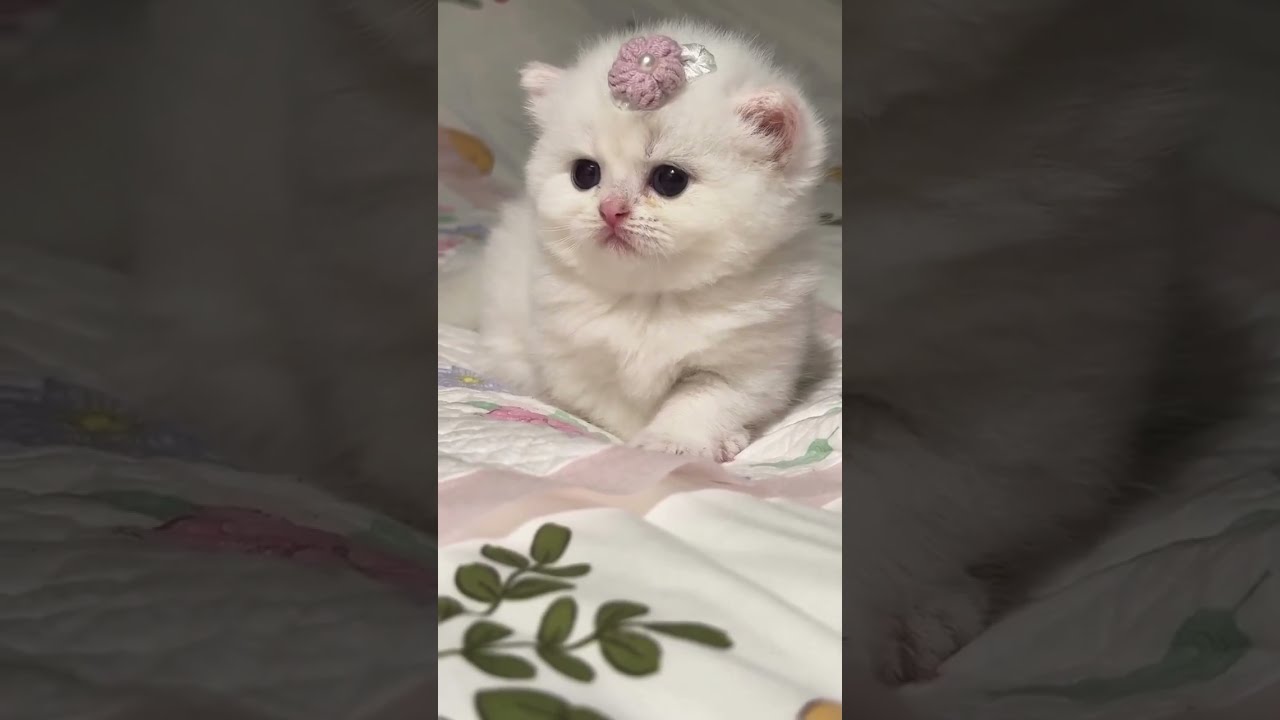 Cute Cat Moment Part 97 Catlovers Kitten Catsoftiktok