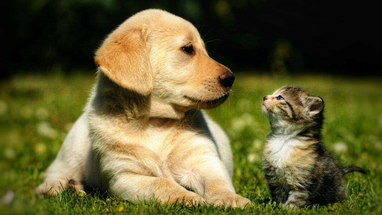 World Of Cute pet animals. - YouTube